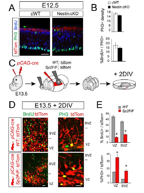 Sp2 Is Required For Proliferation Of Embryonic NSCs And NPCs A