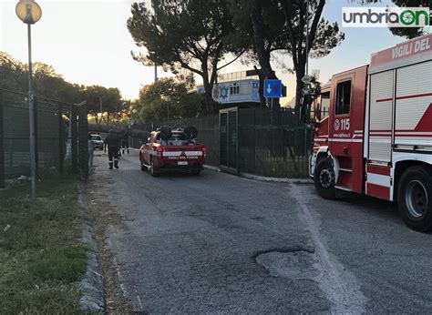 Terni Albero Cade Nellarea Dello Stadio Libero Liberati Umbriaon