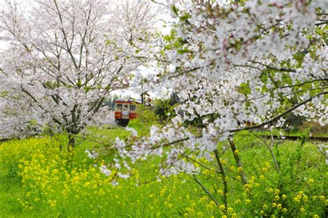 春爛漫 By ペコおやじ （id：11691362） 写真共有サイトphotohito