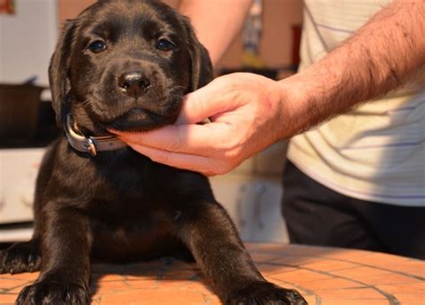 Labrador 500 Lei Bucuresti Sectorul 2 OLX Ro