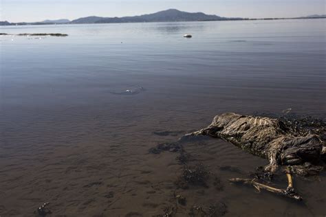 Jóvenes Del Tercer Milenio El Lago Titicaca lago que puede morir