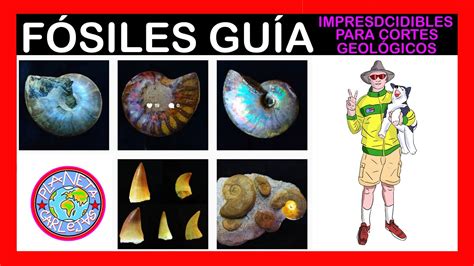 FOSILES GUIA CORTES GEOLOGICOS YouTube