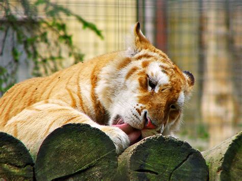 Golden Tabby Tiger Wallpaper