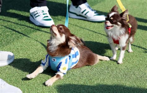 반려동물과 특별한 추억 쌓기노원구 반려동물 축제 개최 이투데이