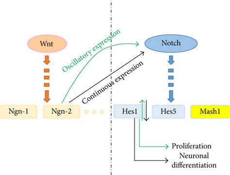 The Interaction Between The Wnt And The Notch Signaling Pathways A