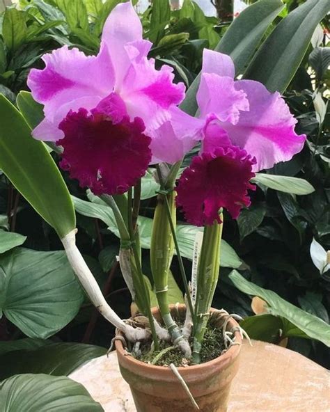 Orquideas Blogger On Instagram Visite Meu Perfil E Aprenda De Uma