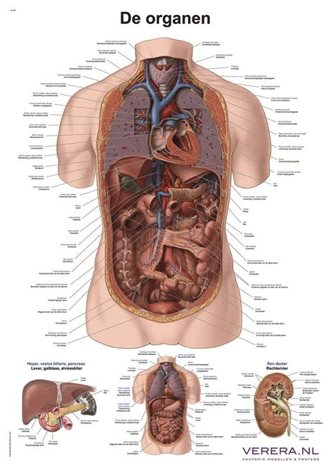 Anatomie Poster Organen Nederlands Latijn Papier 50x70 Cm Verera Nl