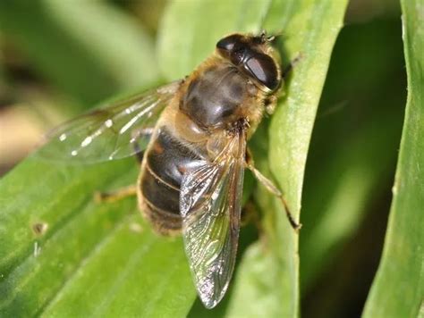 Rat Tailed Maggot - pranploaty