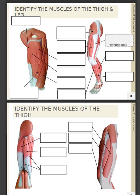 Solved Identify The Muscles Of The Thigh Leg Chapter Chegg