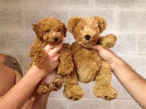 9 chiens super mignons qui ressemblent à des peluches Rover Blog