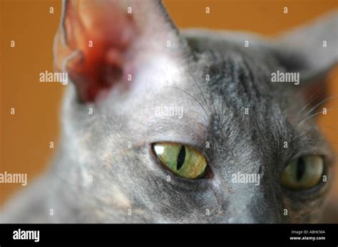 Gray Blue Cornish Rex Breed Of Cat With Short Hair And Yellow Eyes