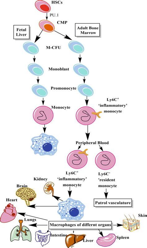 Macrophages The Potent Immunoregulatory Innate Immune Cells Intechopen