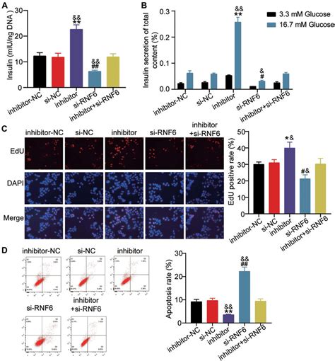 Mir 26a 5p Inhibition Reversed The Effect Of Rnf6 Knockdown On Cell