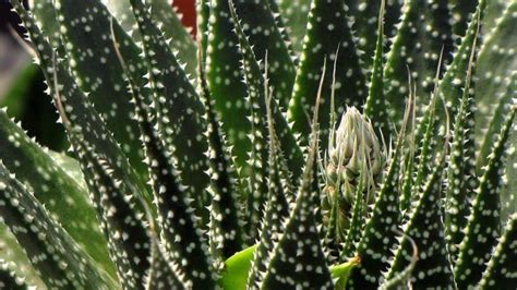 Aloe Aristata Para Interiores La Planta Antorcha Agrom Tica