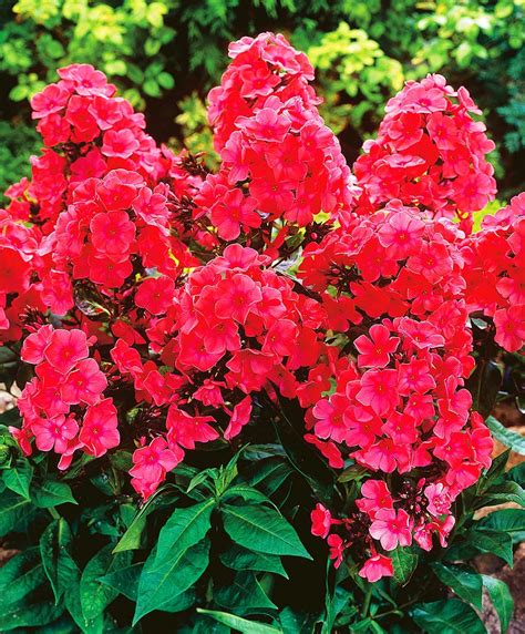 Флокс Виндзор: семена и саженцы купить | цена 130 руб.