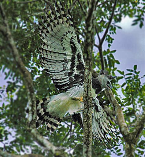 travel: Harpy eagle nest spotted in Honduras!