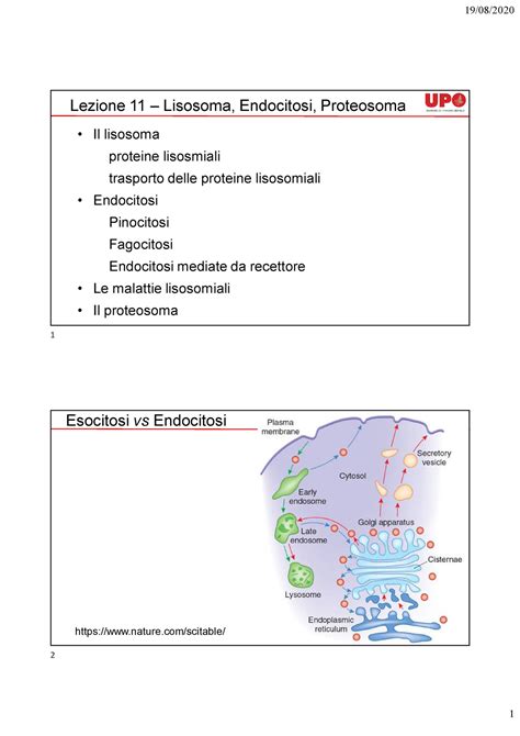 Lezione 11 Lisosomi Endocitosi Proteosoma Lezione 11 Lisosoma