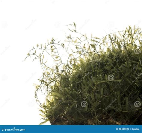 Aquatic Plant Cell Royalty Free Stock Image 89484268