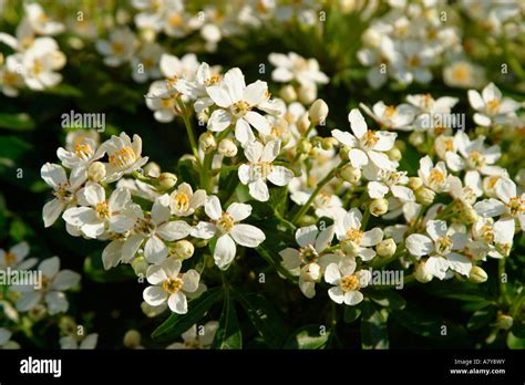 Mexican Orange Blossom Choisya Ternata In Bloom In Spring Stock Photo