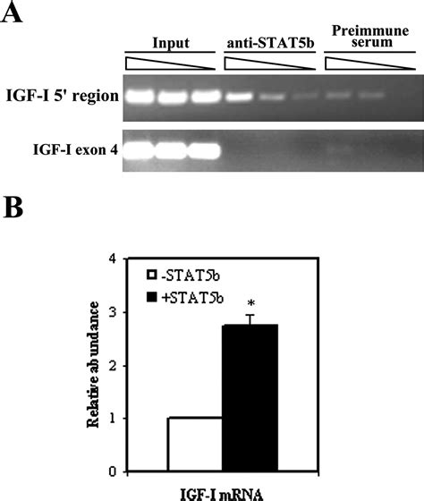 Identification Of A Distal Stat Binding Dna Region That May Mediate