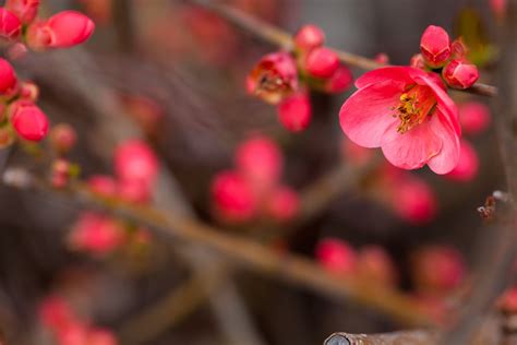 Free Images Landscape Nature Branch Plant Fruit Leaf Petal