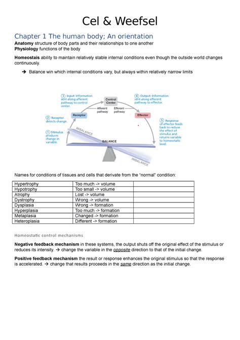 Cel Weefsel Samenvatting Cel Weefsel Chapter The Human Body An