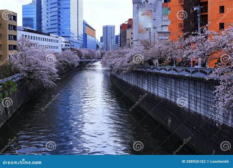 Meguro River Cherry Blossoms in Meguro City, Tokyo Editorial ...