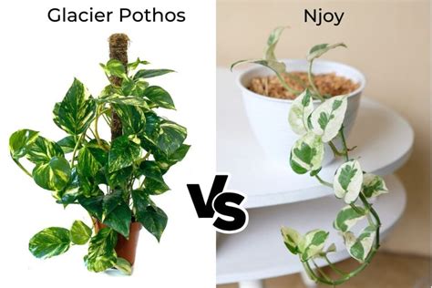 Glacier Pothos Vs Njoy Key Differences And Car Guides Flourishing Plants