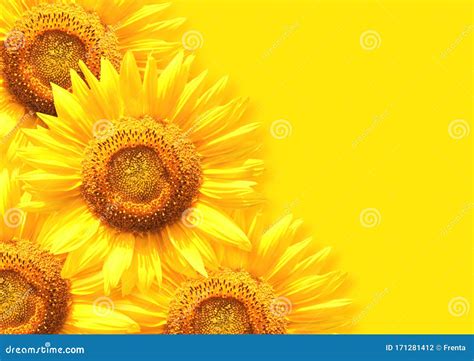 Sunflower on Background of Yellow Color Stock Photo - Image of agriculture, idyllic: 171281412