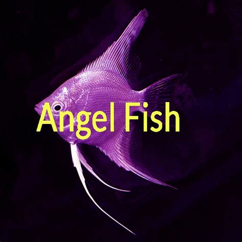 Angelfish - Facts, Care, Aquarium, Breeding, Varieties - SeaFish