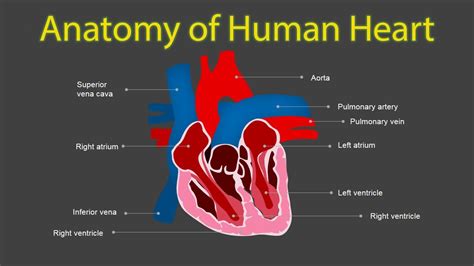 Heart Structure Anatomy Anatomy Reading Source