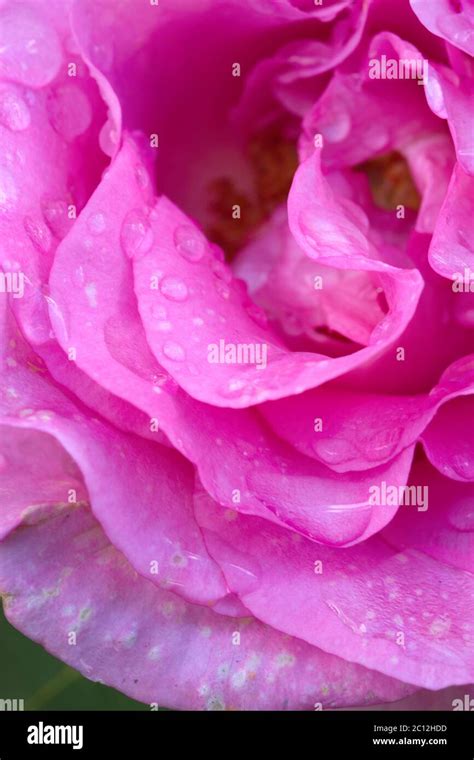 The Beautiful Pink Rose Hi Res Stock Photography And Images Alamy