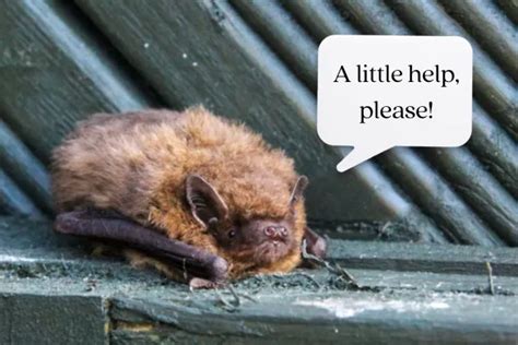 Bat Conservation: Why Bats Need Our Help More Than Ever