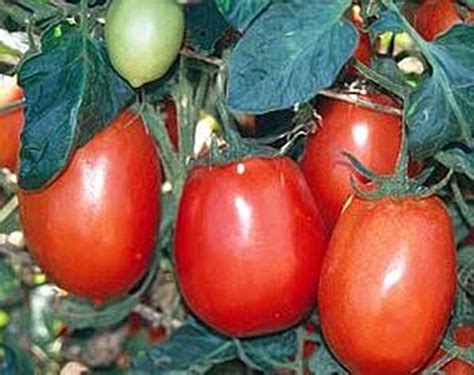 Rio Grande Tomato Seeds