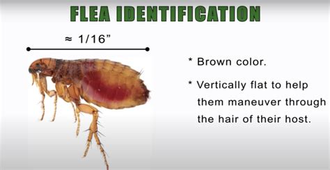 Key Signs You Have Fleas In Your Home Pestkilled