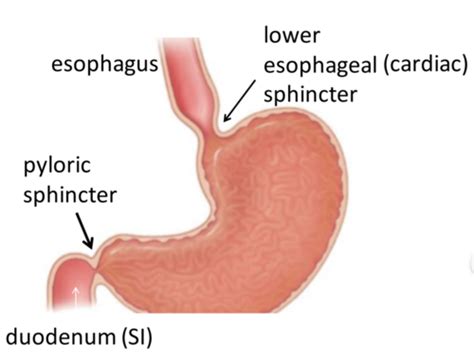 Cardiac Sphincter And Lower Esophageal Sphincter