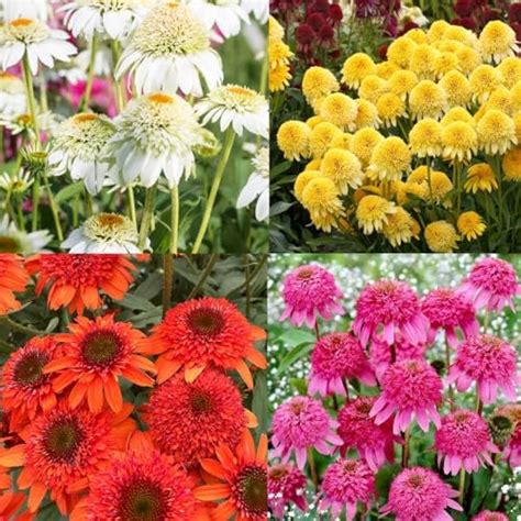 Amazon Best Garden Seeds Rare Echinacea Firebird Dark Red