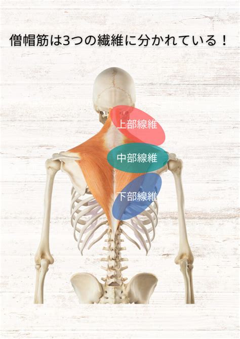 npilates education