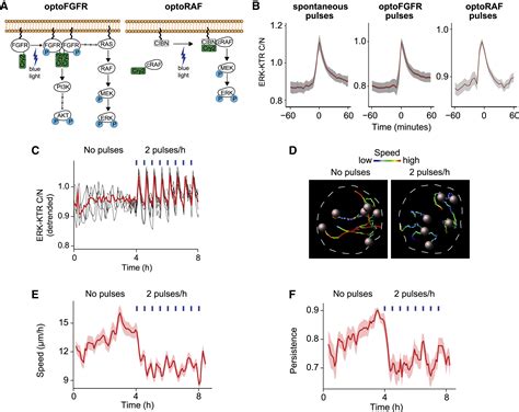 Spatiotemporal Control Of ERK Pulse Frequency Coordinates Fate