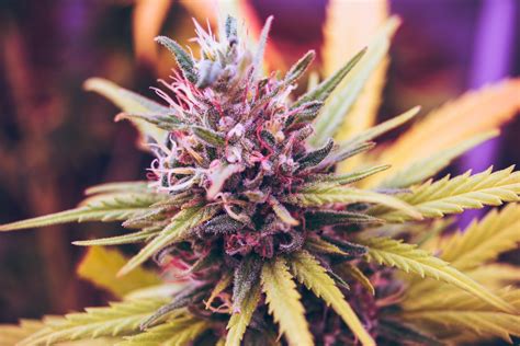 Top 10 Best Indica Strains Of All Time