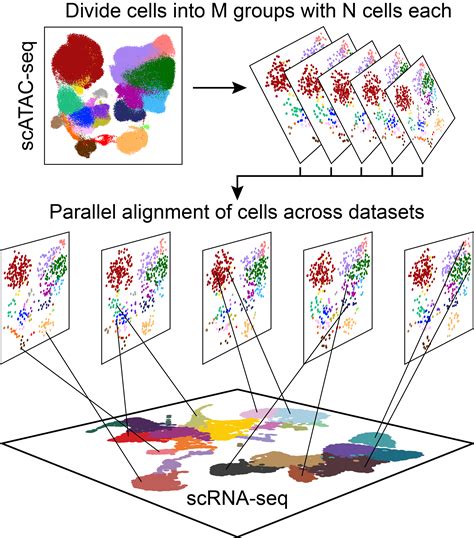 A Beginner S Guide To ScRNA Seq Data Integration Karobben