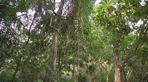 River In The Jungle Luang Prabang Laos Stock Video Pond