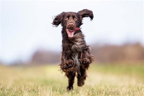 Types of Spaniels: How Many Spaniel Dogs Are There?