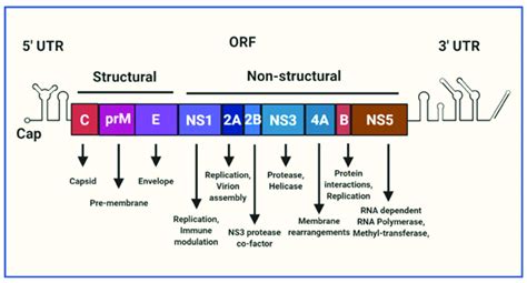 A Schematic Representation Of The Flavivirus Genome The Genome Is A