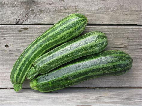 Zucchini squash - arcticatila