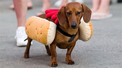 Who Wore It Best Choose Which Weiner Dog Makes The Best Weiner Sheknows