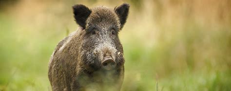 Handbook On African Swine Fever In Wild Boar And Biosecurity During