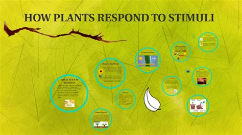 Response To Stimuli Plants