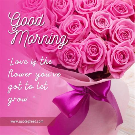 29 Beautiful Good Morning Pink Rose Flower Images Quotes Wishes Messages Quotegreet