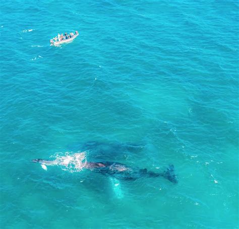 Llegaron Las Ballenas Jorobadas Al Ecuador Ecuador Travel